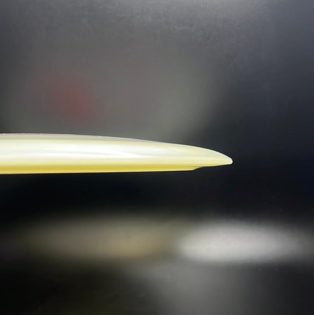Champion Glow Tern